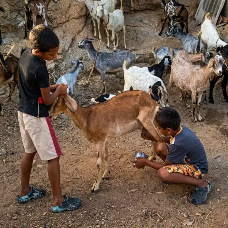 Niño alimentando animales en comunidad vulnerable