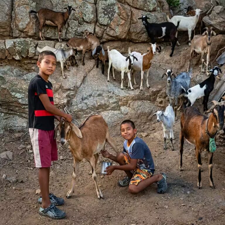 Niño alimentando cabras en comunidad rural vulnerable