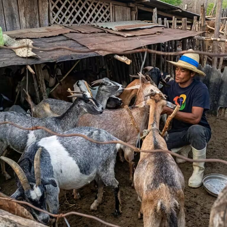 Cabras en comunidad rural como apoyo alimentario